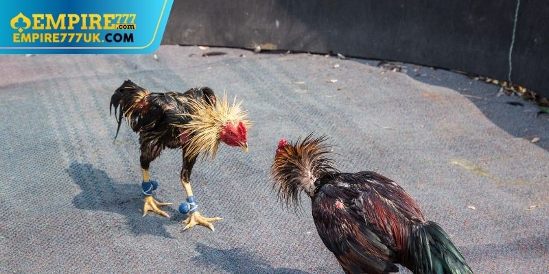 Văn Hóa và Ý Nghĩa của Đá Gà Cựa Dao