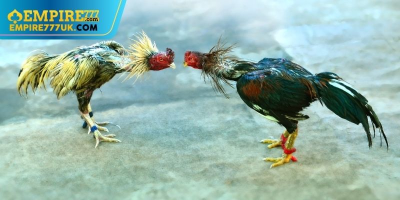 Quy Tắc Chơi Và Cách Thức Đặt Cược
