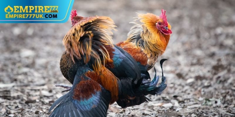 Chiến Lược Và Kỹ Thuật Trong Đá Gà Cựa Sắt